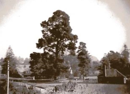 Old view of the 'pine' in the grounds of Abbotstone House